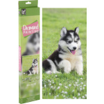 GRAFIX Diamantové malování Husky 40x50cm 158617