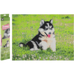 GRAFIX Diamantové malování Husky 40x50cm 158617