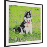 GRAFIX Diamantové malování Husky 40x50cm 158617