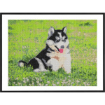 GRAFIX Diamantové malování Husky 40x50cm 158617